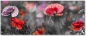 rBack Nischenrückwand Mohnblumen